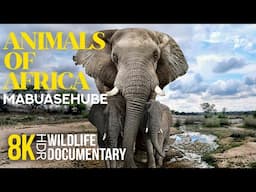 8K HDR Amazing African Wildlife - #7 | Interesting Facts about Animals of Mabuasehube Area, Botswana