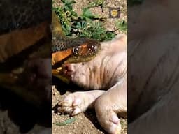 Anaconda Strikes: Baby Pig Stands No Chance 🐍🐖