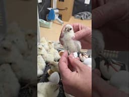 Hatching Zombie Chicks