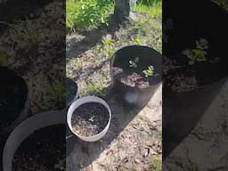 My Spring Subtropical Food Garden – What’s Growing Now?#zone9a #foodgarden #growyourownfood
