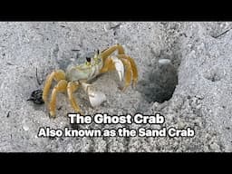 Ghost Crab on the Beach at Delnor-Wiggins Pass State Park in North Naples, Florida
