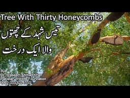 A Tree With Thirty Honeycombs | Tees Shehad K Chatay Aik Darkaht Par | How Honeybees Select Trees