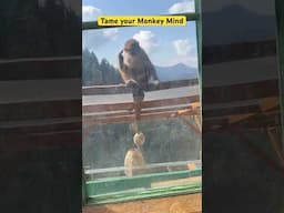 Monkey Mind #motivation