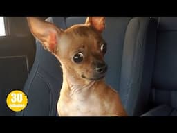 Funny Dogs And Cats Videos 2025 😅 Best Funniest Animal Videos of May