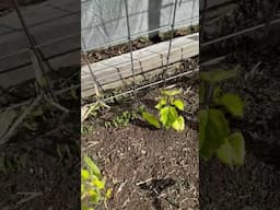 After massive rain and Hail storms! Week 1 Alaska Garden Update #modernhomesteadalaska