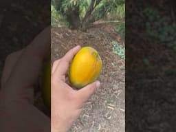 Mango season is here