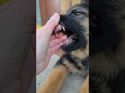 😆Little happiness with sharp teeth. German shepherd puppy 2.5 months. Odessa. Ukraine.