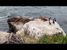 SEA LIONS IN LA JOLLA COVE - SAN DIEGO II NEWLY BORN SEA LION PUP