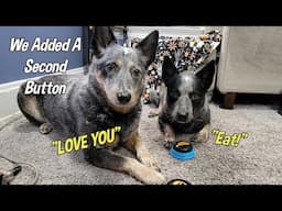 We Added Another Button ~ Talking Pet Essential Words Toy ~ Australian Cattle Dog