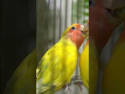 Good Environment for Lovebirds Breeding