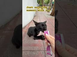 Beautiful void cat from Bangkok