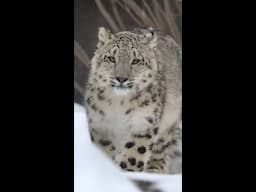 Snow Leopard Cub Snow Day ❄️