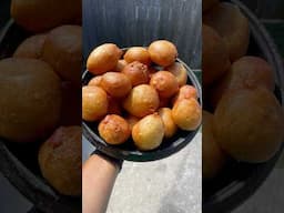 Authentic Ghana Bofrot/puff puff recipe. Banana puff puff