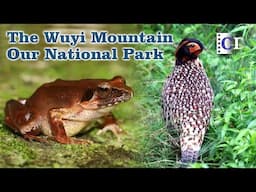 Wuyi Park preserves the world's largest subtropical primordial forest | China Documentary