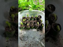 Bitter Melon in Banana Leaf Pot #viralshort #gardening #viralvideo #vegetablegarden #vegetables
