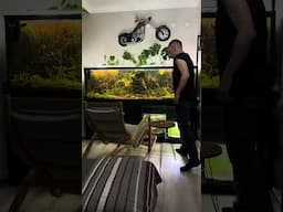 Natural Filterless Fishtank and something about life-peace! #aquarium #fishtank #plantedaquarium