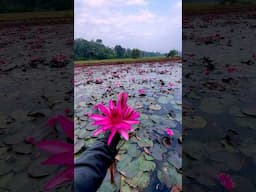 ഒലിപ്പുറം🍃