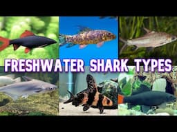 Freshwater Sharks | 17 Types To Know