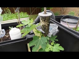 Air Layering Store Bought Fig Tree To Get Two Trees