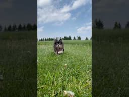 POV: your senior dog running to you #pov #dog #short