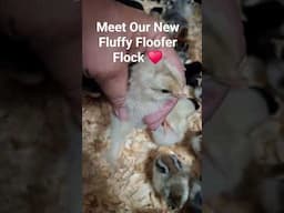 Meet Our New Fluffy Floofer Flock @MeYouandtheChickensFarm