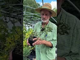 The 2025 Rare Plants Auction is live!