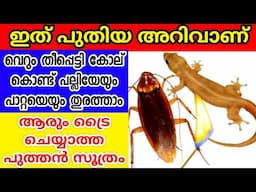 ഒരു തീപ്പെട്ടികൊണ്ട് പല്ലിയെയും പാറ്റയെയും കൂടോടെ തുരത്താം | How to get rid of insects from kitchen