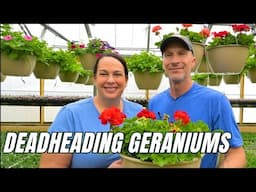 Deadheading Geraniums: Step-by-Step Tutorial