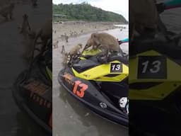 Monkeys on my Jet Ski 😳