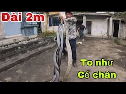 Cô Gái Thất Thanh Kêu Cứu Khi Phát Hiện Ổ Rắn Hổ Mang Khổng Lồ Trong Nhà Hoang Và Cái Kết
