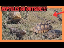 REPTILES FIRST TIME EXPERIENCE OUTSIDE AFTER 5 MONTHS! 2025!