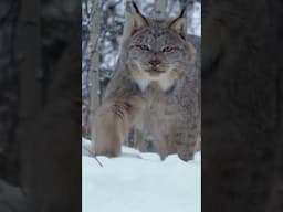 Stealthy Hunters of the Boreal: Lynx Survival Tactics