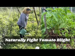 Natural Remedy to Beat Tomato Blight