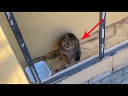 A kitten cried out loudly, hoping someone would rescue it from the crevice of a high-rise building