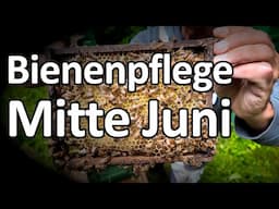 Bienenpflege Mitte Juni - so geht's