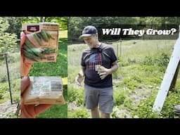 Can Beans from 1993 Still Sprout? Homestead Garden Test!