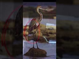 Justin Posey Treasure Clue Netflix Gold & Greed Heron Lake #beyondthemapsedge #treasurehunt #netflix