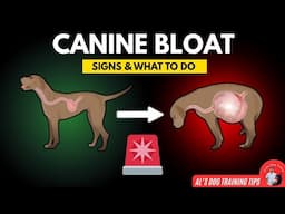 Canine Bloat: What to Look for & What to Do | Al’s Dog Training Tips