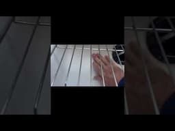 This is what happens when a chimp uses a kitchen sink hose thing.