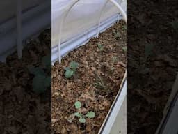 Planting Success... and Garden Drama Begins!