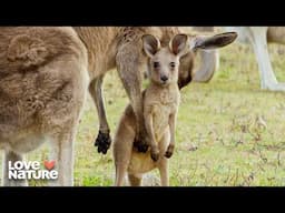 The Dramatic Lives of Kangaroos | Secret Life of the Kangaroo 102