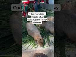 Would you visit a cafe with a capybara?