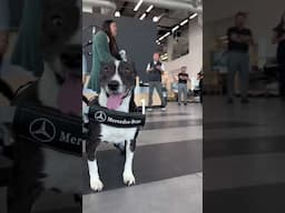 Silla de ruedas Mercedes Benz para perrito
