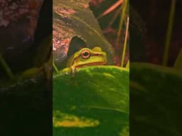Tree Frogs #amphibian #frog #ihavethisthingwithplants