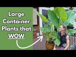 12 LARGE Container Plants that Make a Statement