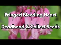 Deadhead Bleeding Heart So It Reblooms | Collect Bleeding Heart Seeds