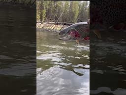 Fall River Fishing Report is Live on Oregonflyfishingblog.com #flyfishing #troutfishing #trout #fly