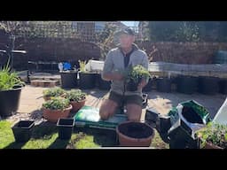 Planting the greenhouse tomatoes
