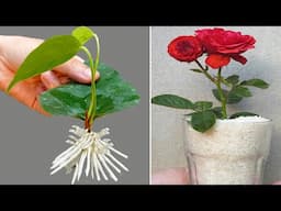 Summary of how to grow red dragon flower, rose, Anthurium, flamingo flower, ginger, strawberry