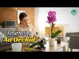 How to Revive an Orchid Plant | How to Bring an Orchid Back to Life | Revive Orchid | Orchid Care 🪴🌸